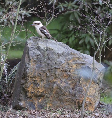 Home kookaburra on rock