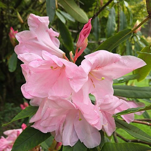 Home rhododendron andrew